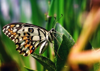 Dördüncü kelebek misali