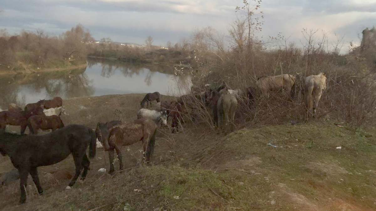 Kesilmekten kurtarılan atlar sahiplendirildi