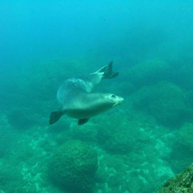 Muğla'da soyu kritik derecede tehdit altında olan Akdeniz fokunun doğumu, su altı kamerası ile ilk kez kayıt altına alındı.