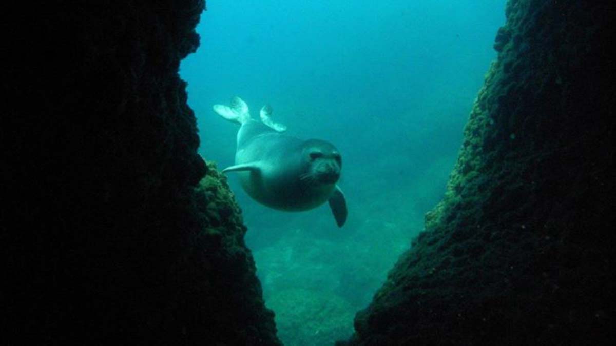 Akdeniz fokunun doğumu kayıt altına alındı