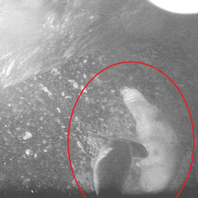 Akdeniz fokunun doğumu kayıt altına alındı