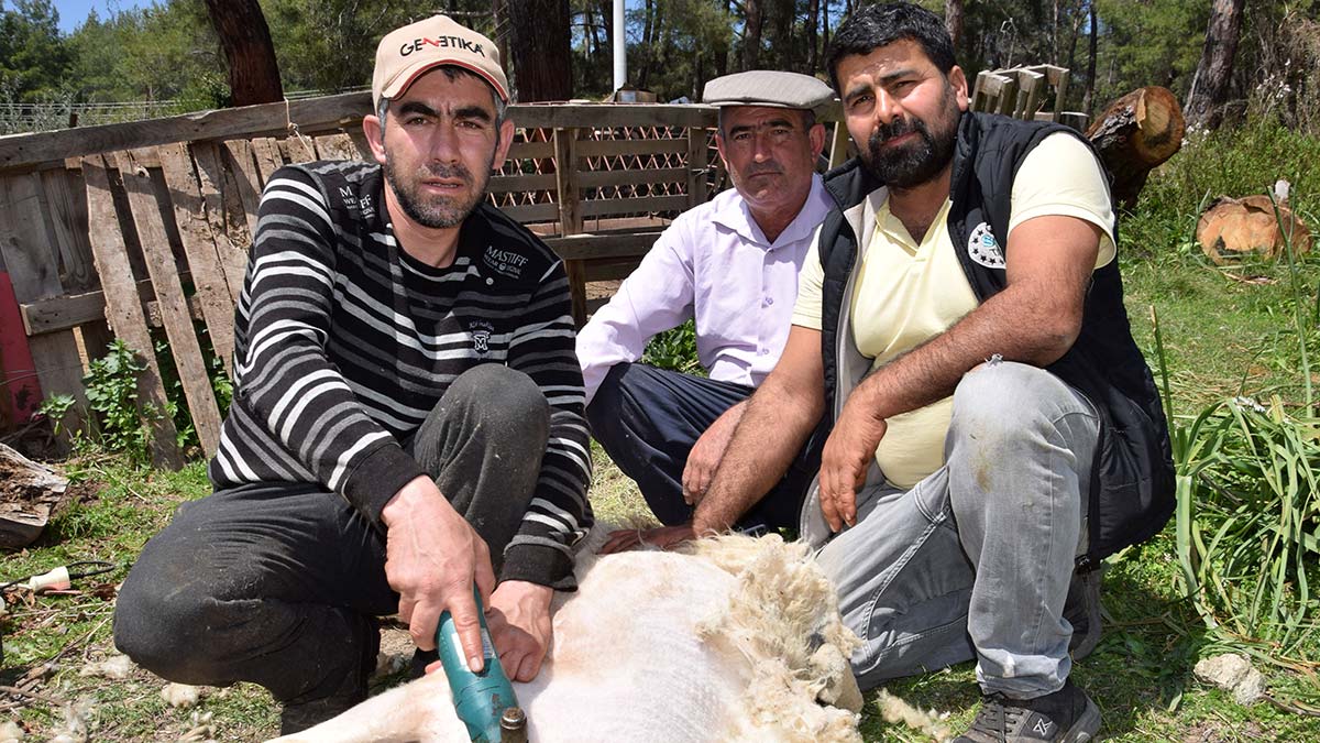 Her gün 80 koyunu kırkarak geçimini sağlıyor