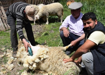 Koyun kırkmayı meslek edindi