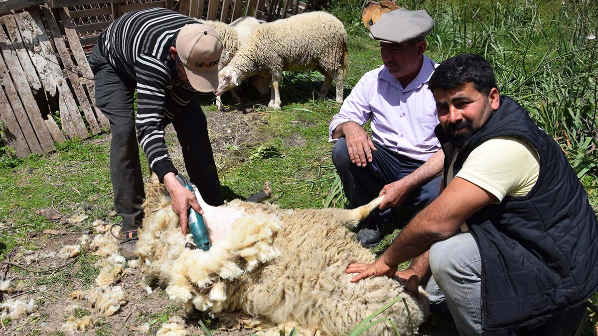 Koyun kırkmayı meslek edindi