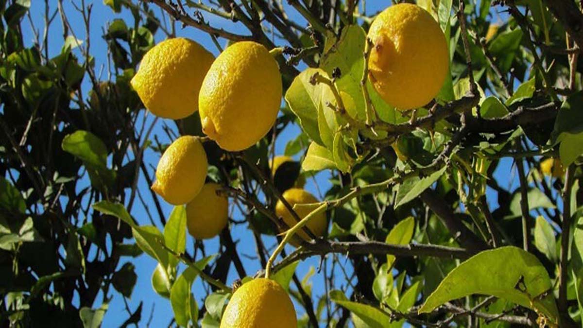 Limon ağaçları kurudu