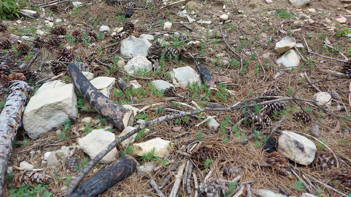 'Türkiye'nin en büyük orman yangını' olarak kayıtlara geçen ve 50 bini orman 75 bin hektarlık alanın küle döndüğü Manavgat'ta, ekimi yapılan 72 ton kızılçam tohumu filizlenmeye başladı.