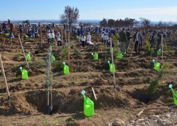 Manavgat'ta ekilen 72 ton kızılçam tohumu filizlendi