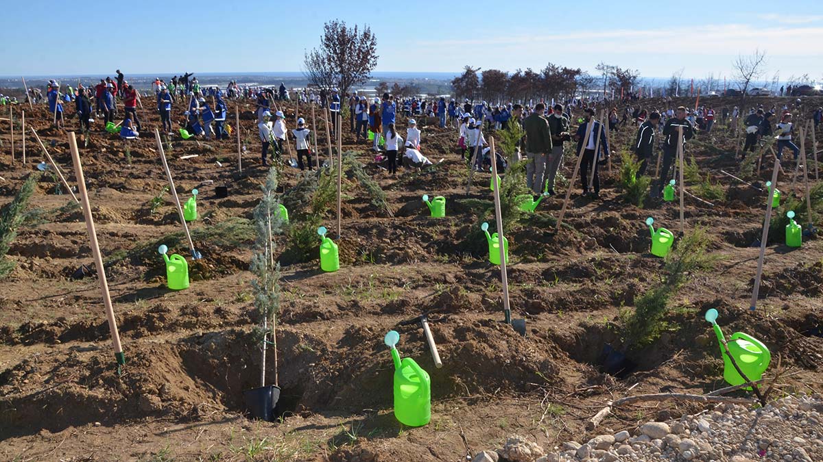 Manavgat'ta ekilen 72 ton kızılçam tohumu filizlendi