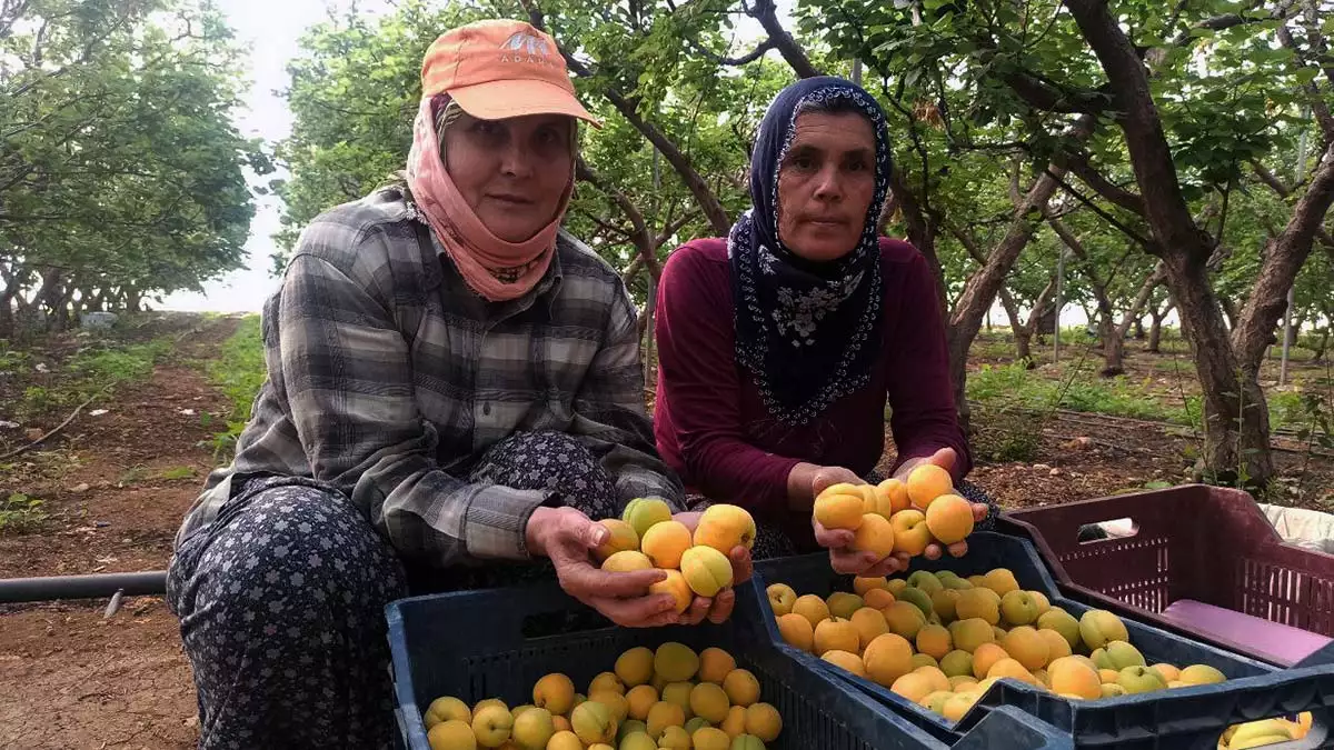 Örtü altı kayısının kilosu 100 tl