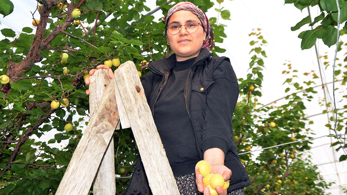 Mersin'de ilk hasadına başlanan örtü altı kayısının kilosu 100 TL'den satıldı. Erdemli ilçesinde sezonun ilk kayısısı örtü altında yetiştirildi.