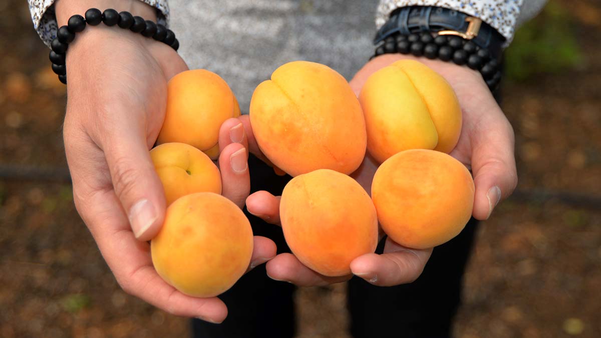 Örtü altı kayısının kilosu 100 TL