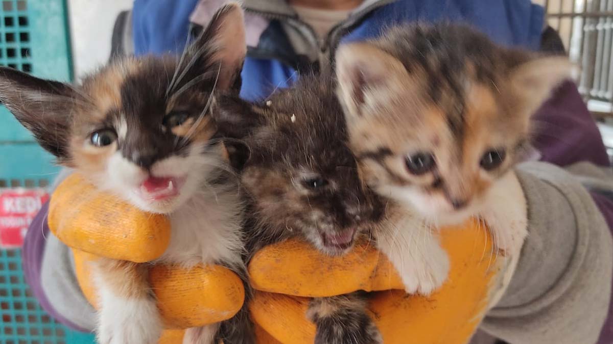 Mucize yavru kediler sahiplendirildi