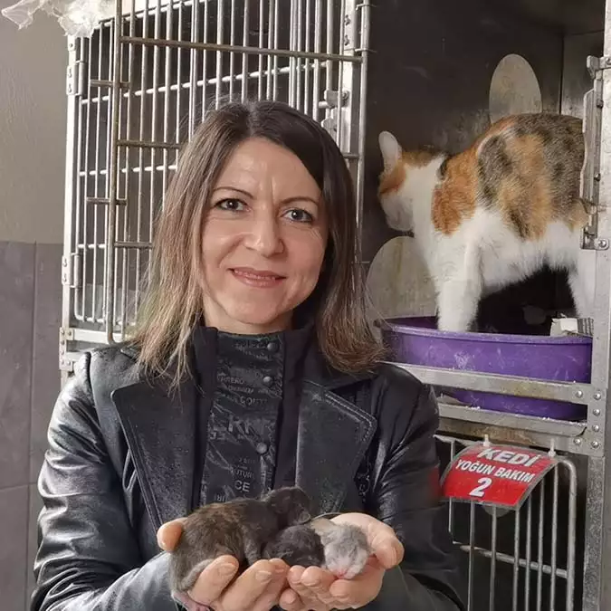 Bursa'da el sanatları öğretmeninin, sokak köpeğinin saldırısı sonucu ölen hamile kedinin karnını açarak hayatlarını kurtardığı  yavru kediler sahiplendirildi.