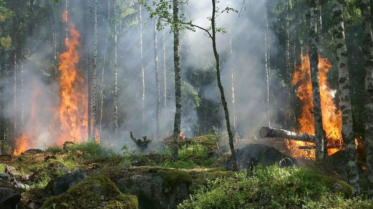 Orman yangınlarına karşı önlemler alınmalı