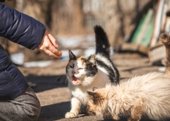 Mutluluk nerede saklı?