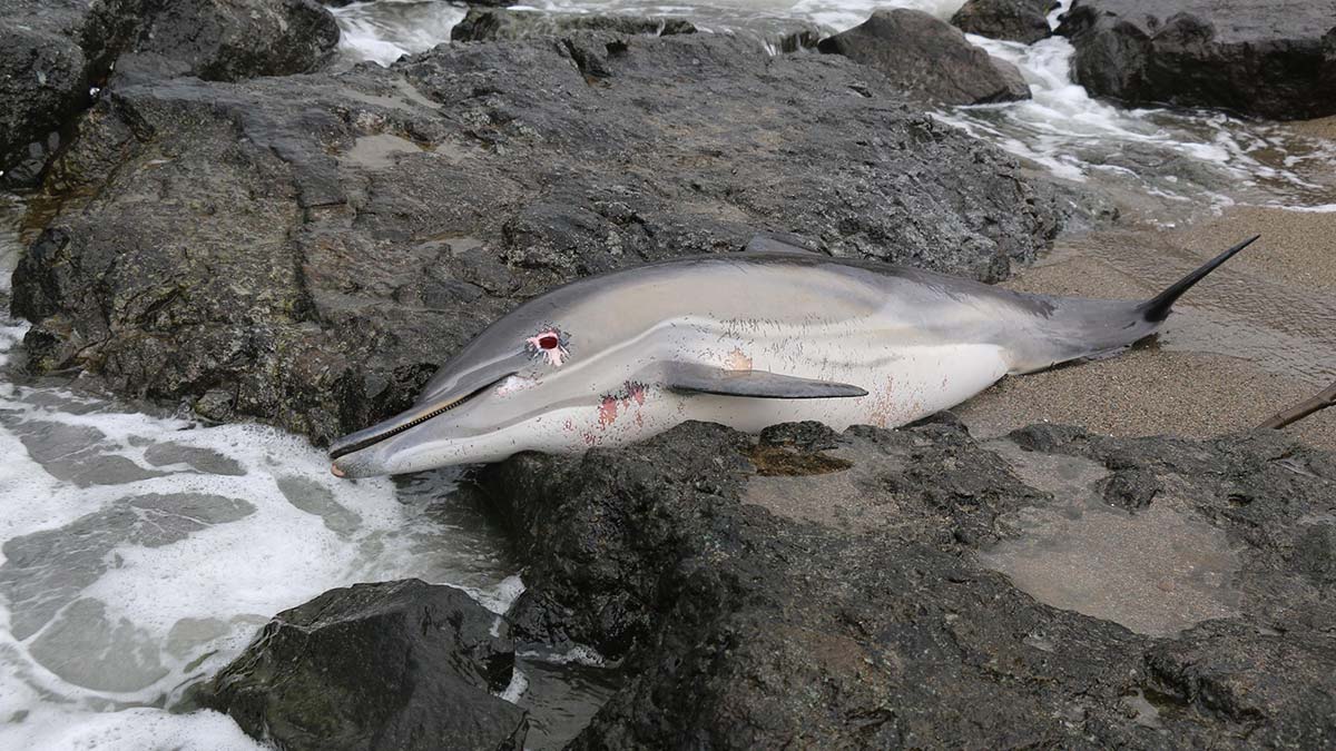 Sürmene sahiline 2 ölü yunus vurdu