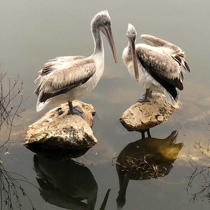 Türkiye Tabiatını Koruma Derneği (TTKD) Bilim Danışmanı Dr. Erol Kesici, bu yıl mevsim normaline dönen yağışlarla su seviyesi ve hacmi 2 kat artan Uluabat Gölü'nde su çürüyor uyarısı yaptı.