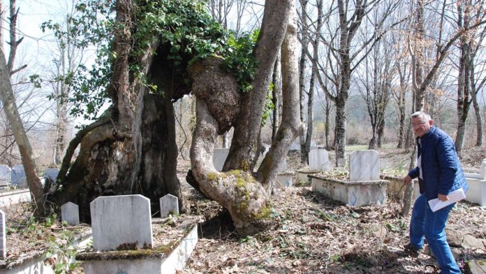 Doğu Çınarı Mistik Anıt Ağaç olarak tescillendi