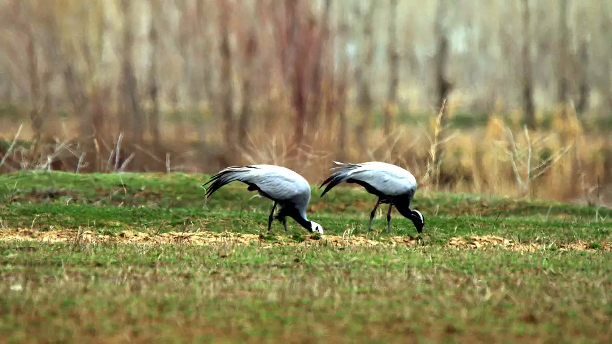 Türkülere konu olan telli turnalar, 232 kuş türüne ev sahipliği yapan ve kuş cenneti olarak da adlandırılın van'ın erciş ilçesindeki van gölü havzası'ndaki çelebibağ'da görüntülendi.