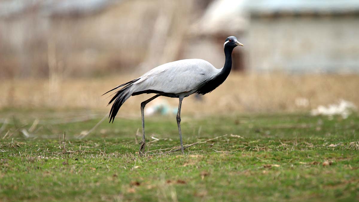 Telli turnalar Van Gölü Havzası'nda görüntülendi