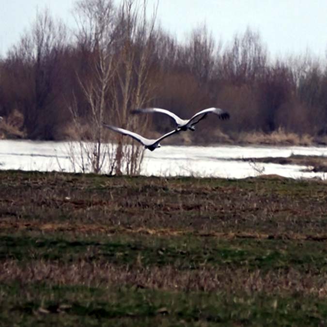 Turnalar Van Gölü Havzası'nda görüntülendi