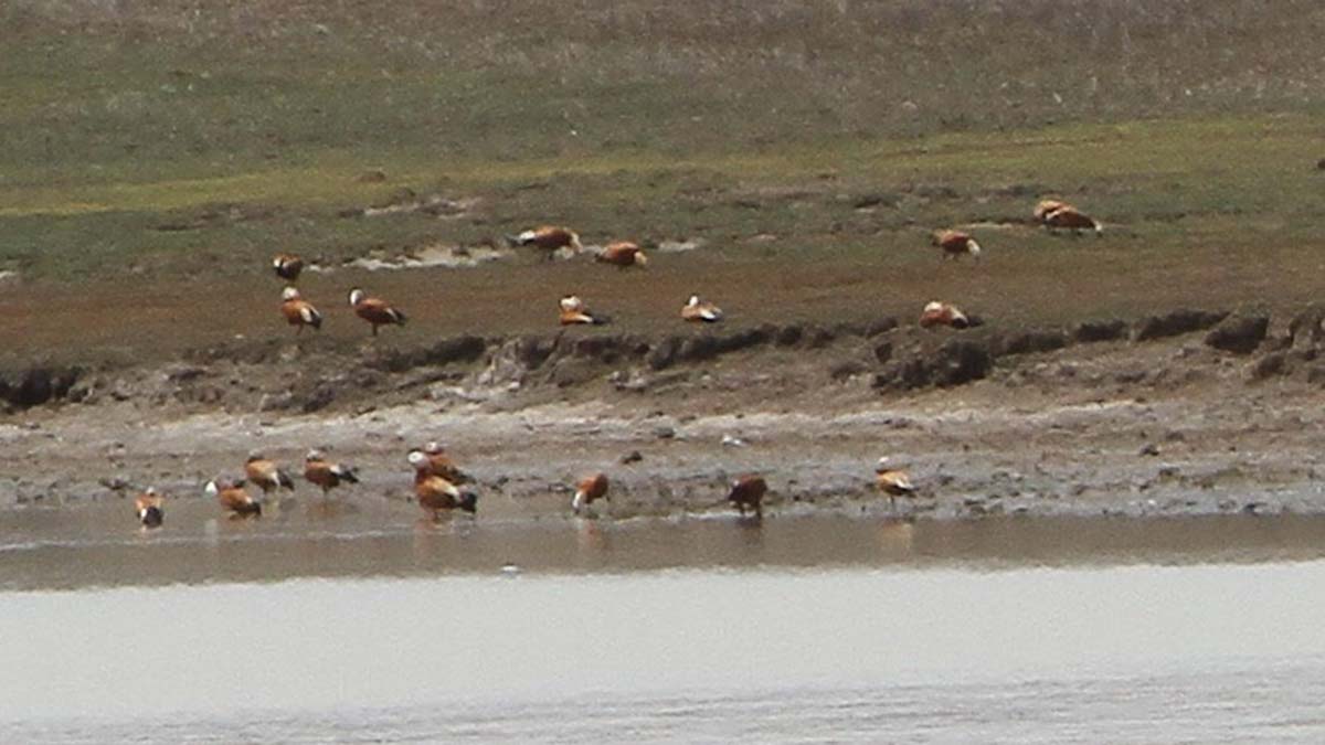 Tuz Gölü yeniden su tuttu