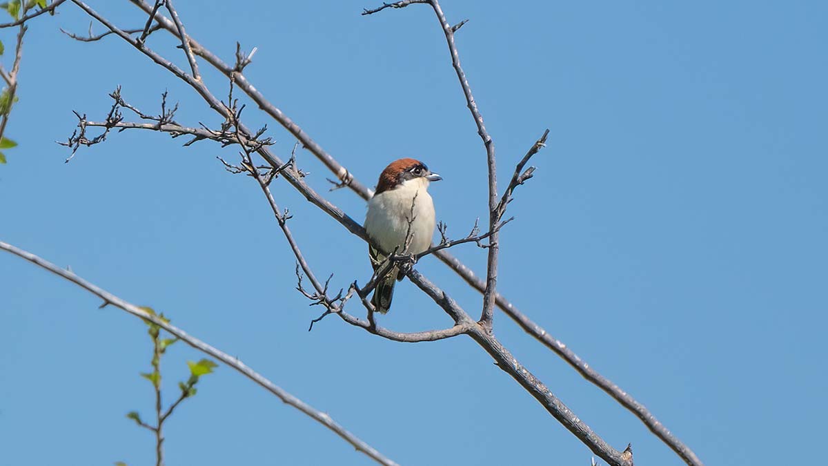 Zeytinpark göçmen kuşların yuvası oldu