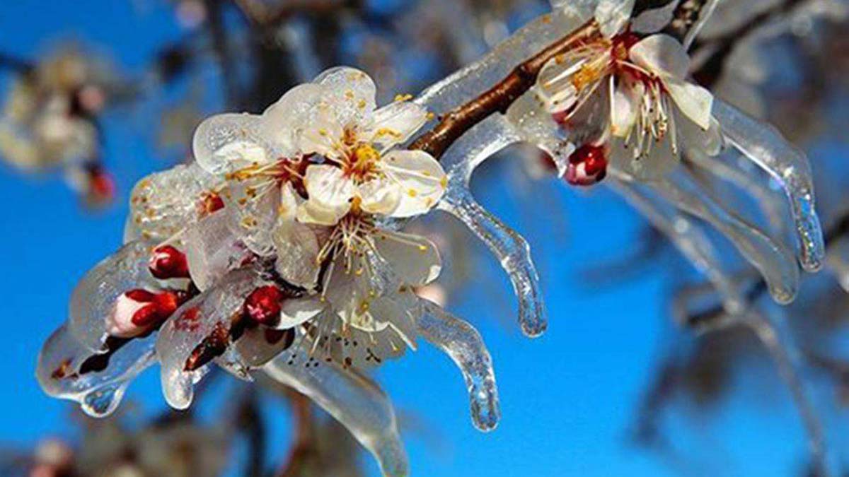 Ankara'da zirai don riski