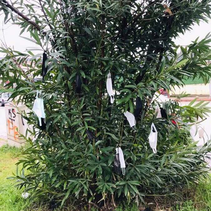 Yol kenarında dizili meşe ağacının üzerindeki maske manzarası şimşek gibi çaktı beynimde. Bir yandan oksijen almak için maskeden kurtulmaya çalışırken diğer yandan oksijen kaynağını yok etmek neden?