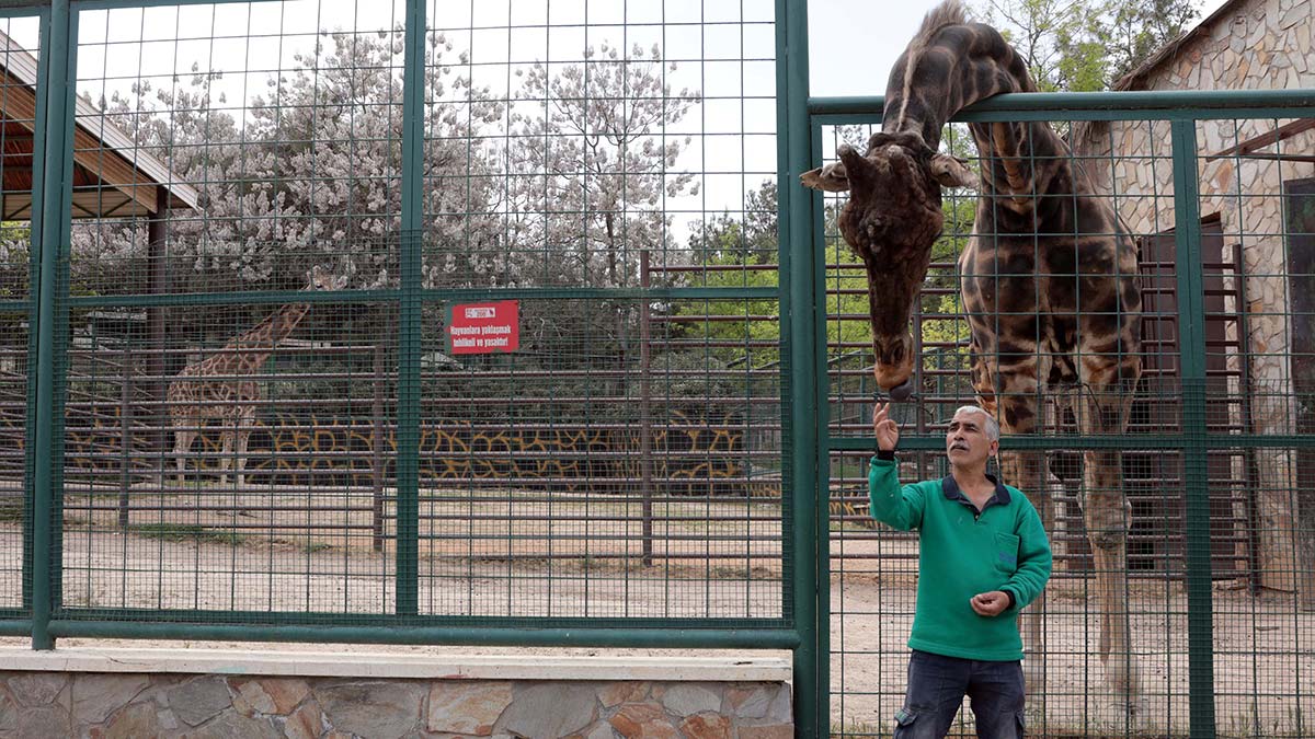 Zürafa Şakir'in baba olması için çalışma yapılıyor