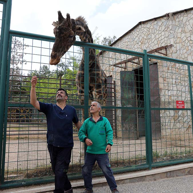 Zürafa Şakir'in baba olması için çalışma yapılıyor