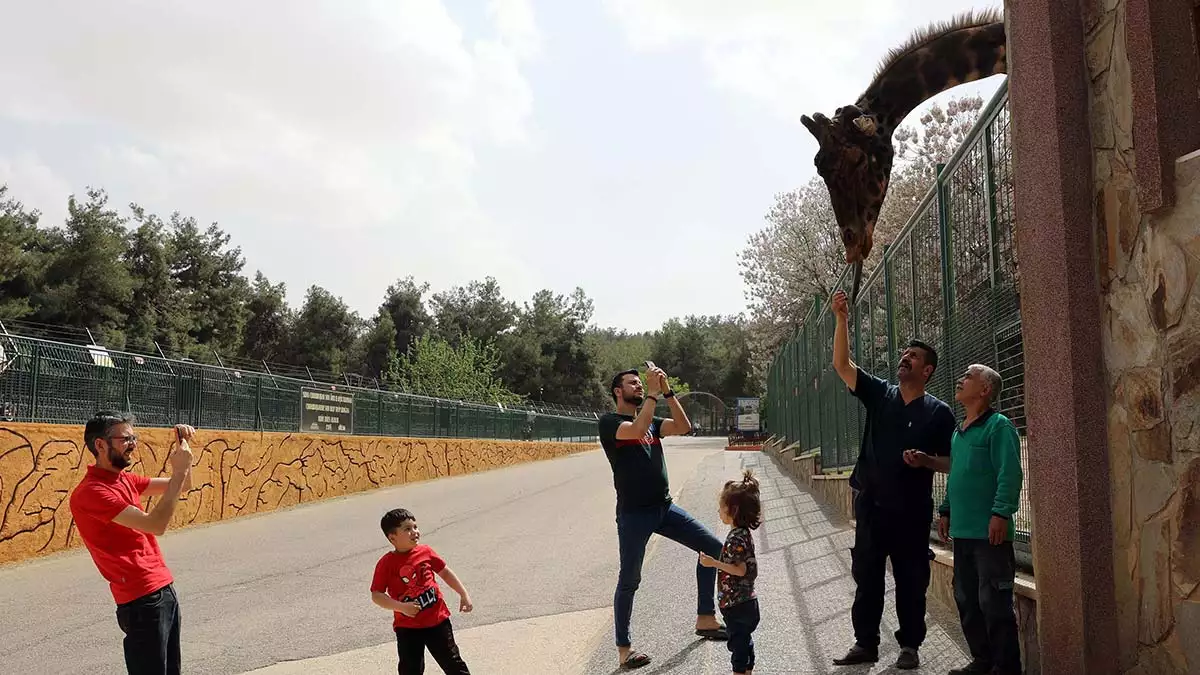 Gaziantep hayvanat bahçesi'nin maskotu olan ve 6 yıl önce eş bulunan zürafa şakir'in baba olması için çalışma yapılıyor.