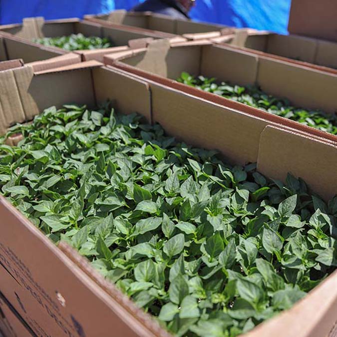 Yerli üretimi artırmak ve Başkent ekonomisini canlandırmak amacıyla kırsal kalkınma hamlesini sürdüren Ankara Büyükşehir Belediyesi, yerli üreticilere sebze fidesi desteğinde bulunacak.