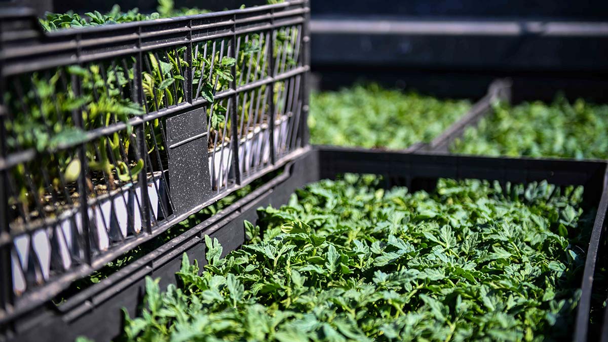 Yerli üretimi artırmak ve Başkent ekonomisini canlandırmak amacıyla kırsal kalkınma hamlesini sürdüren Ankara Büyükşehir Belediyesi, yerli üreticilere sebze fidesi desteğinde bulunacak.