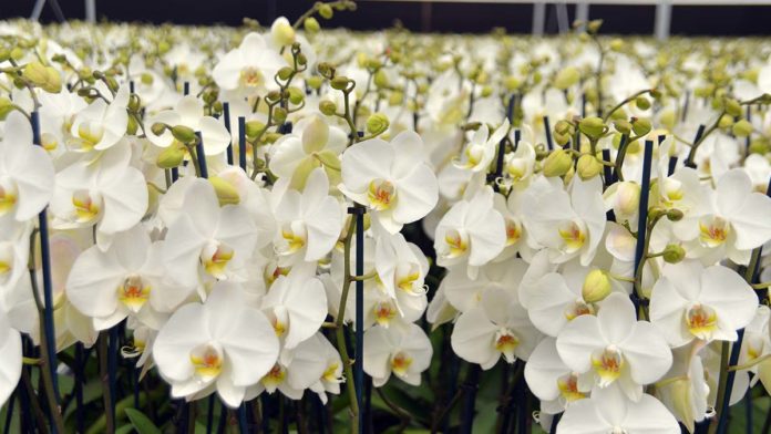 Anneler Günü'nde en ucuz orkide 150 TL