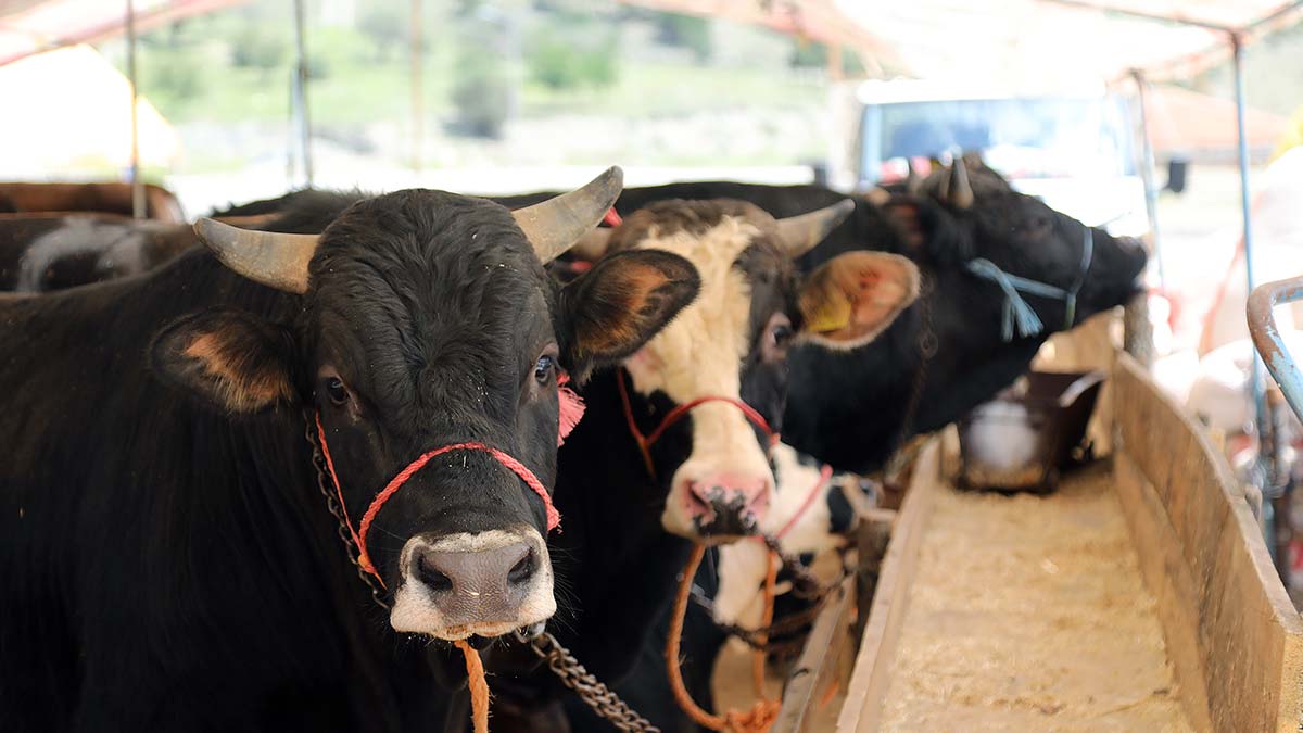 Mühye kurban satış alanı başvuruları başlıyor