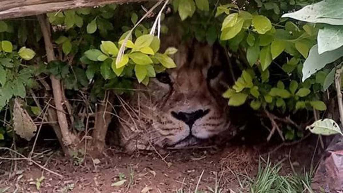 Aslan fotoğraflı çanta, Kenya’yı karıştırdı