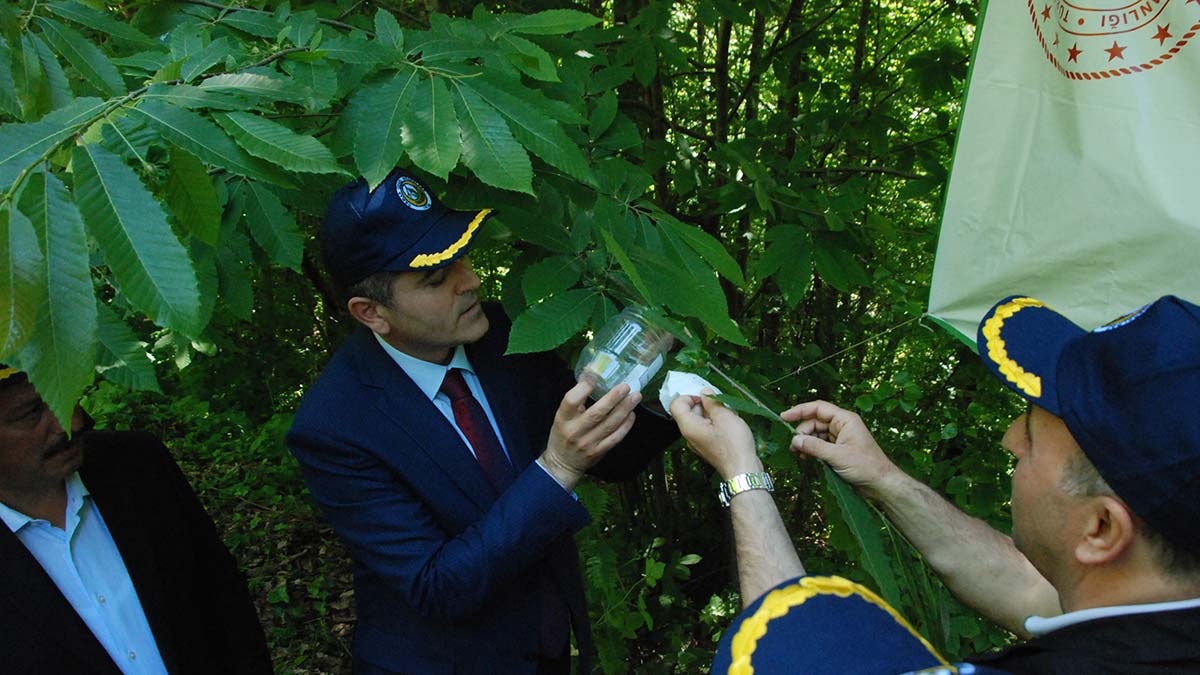 Batı Karadeniz'de Gal arısı ile mücadele