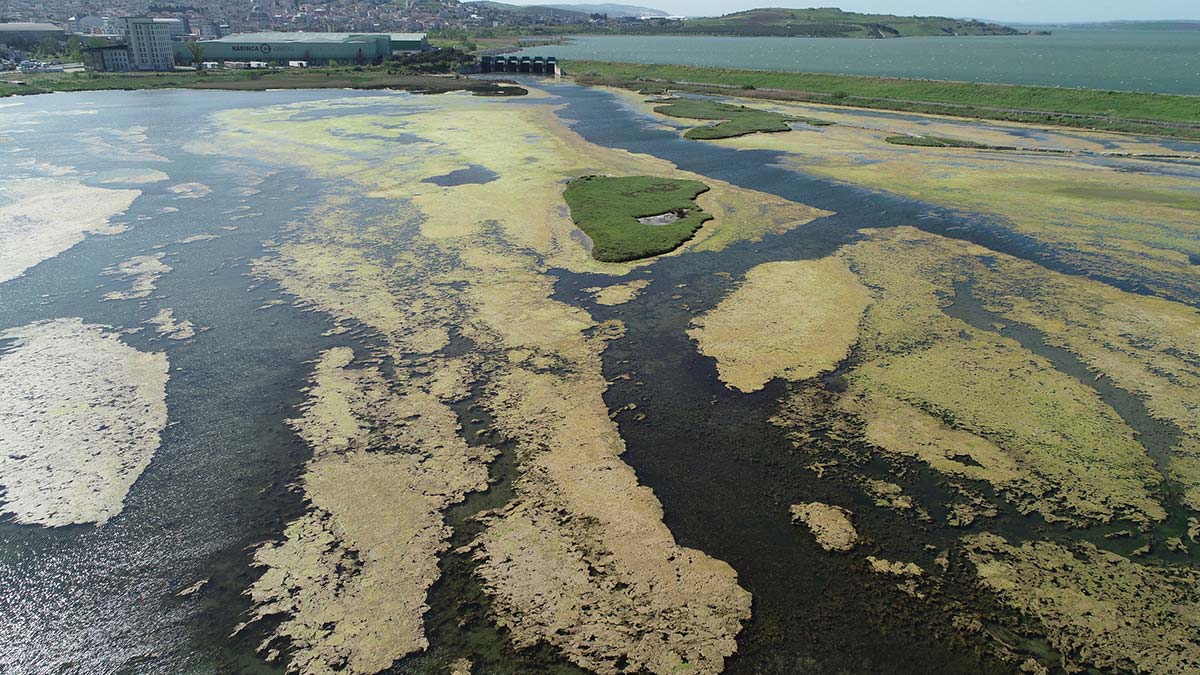 Büyükçekmece Gölü'nde yosun artışı