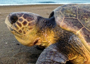 Caretta carettaların yumurtlama dönemi başladı