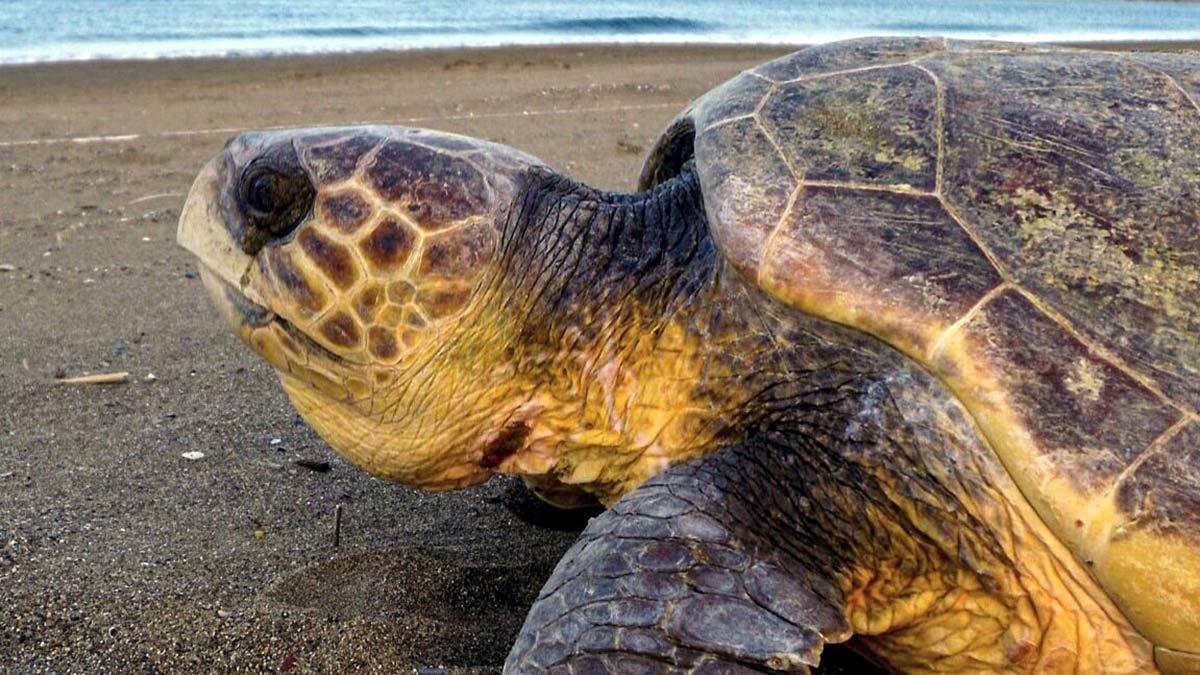 Caretta carettaların yumurtlama dönemi başladı