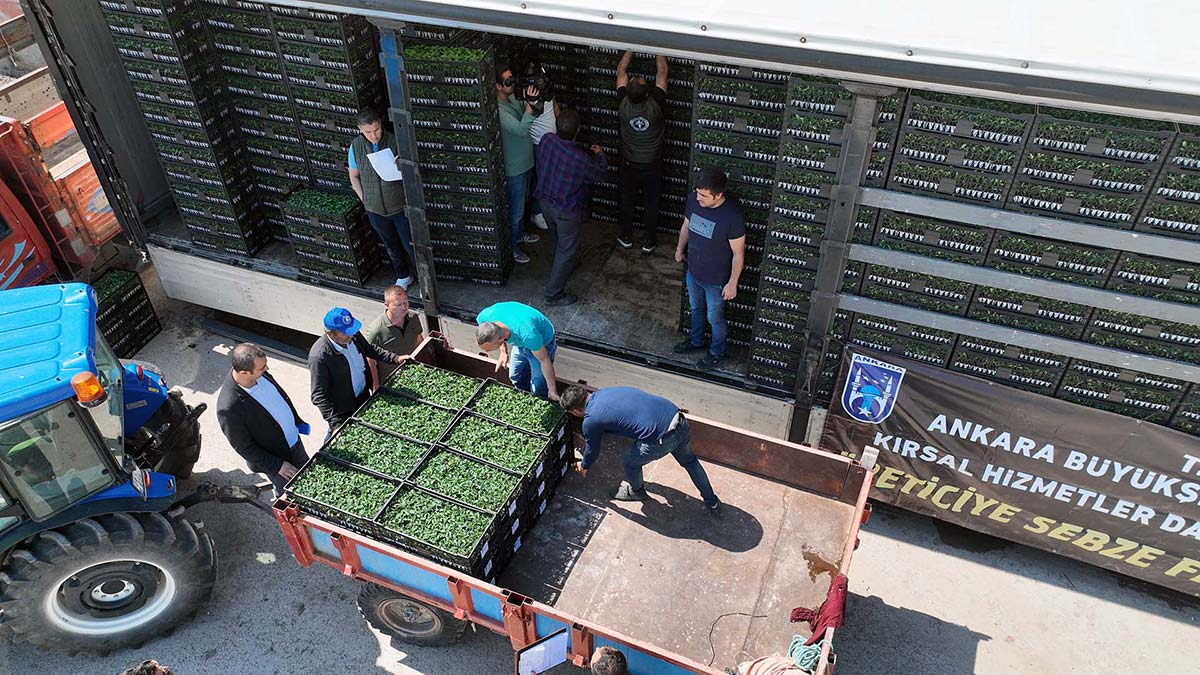 Başkentli çiftçilere sebze fidesi desteği