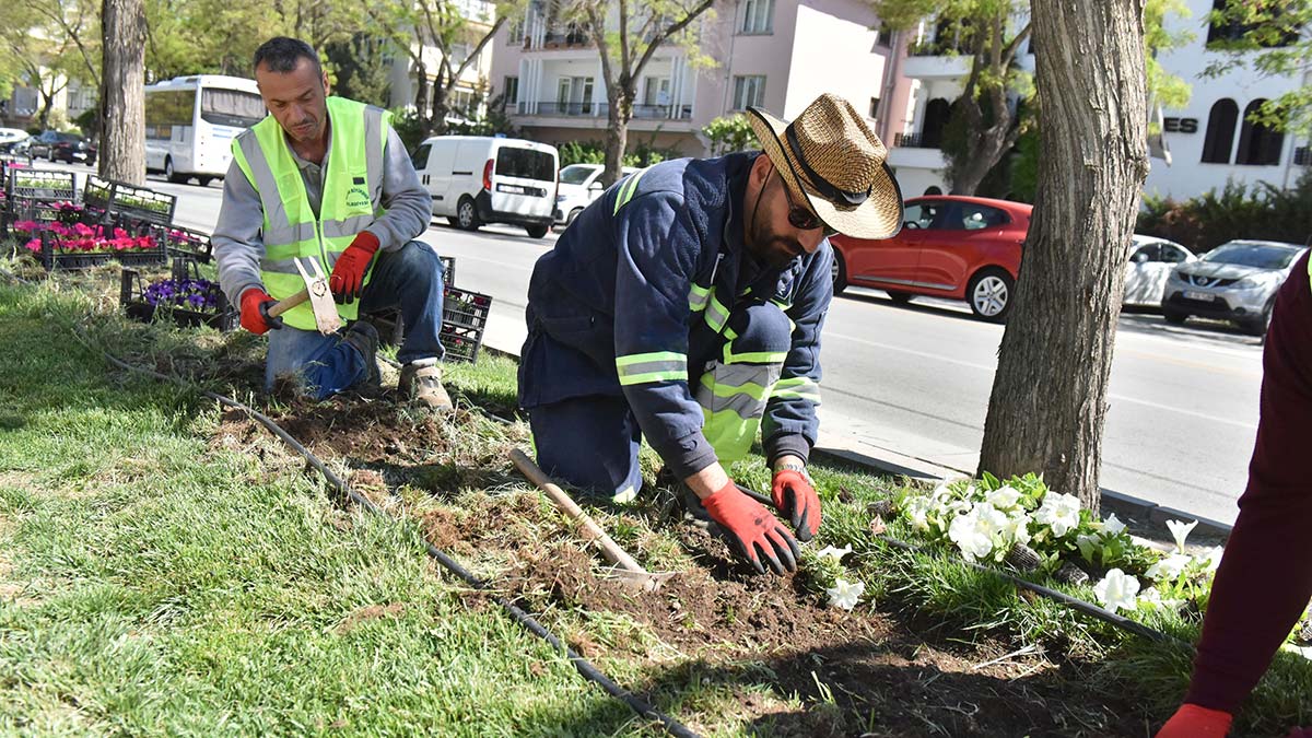 19 Mayıs'ta Başkentlileri görsel bir şölenle karşılamaya hazırlayan ANFA Genel Müdürlüğü ekipleri, şehrin dört bir yanını rengârenk petunyalarla süslüyor.