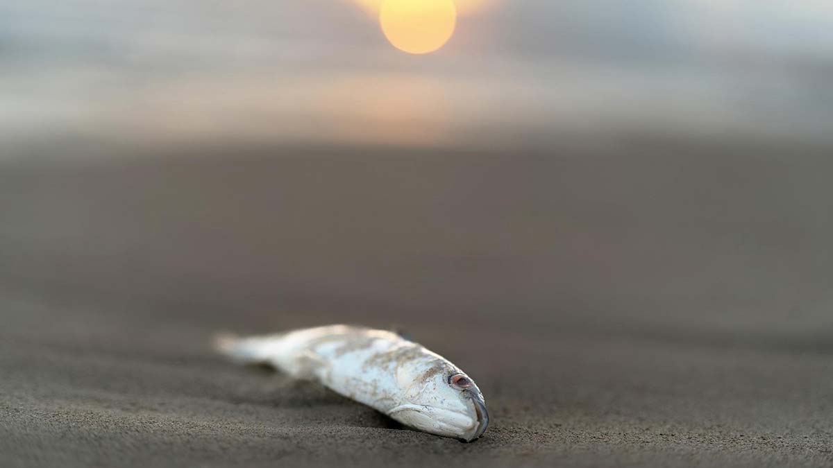 Dört iklim değişikliği göstergesi rekor kırdı