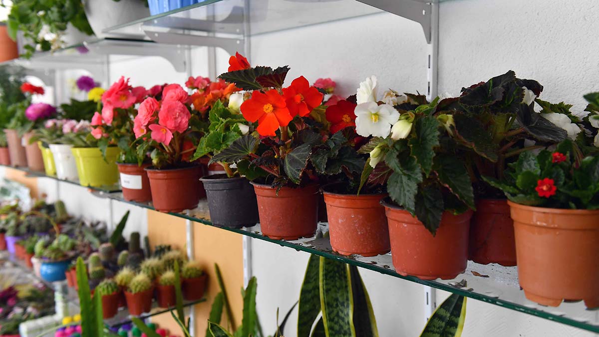 ANFA Bitki Evi 5. şubesini Batıkent'te açtı