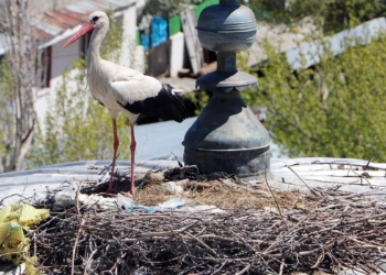 Erzurum'da leyleklere yıkılmaz yuva