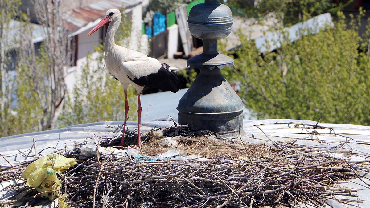 Erzurum'da leyleklere yıkılmaz yuva