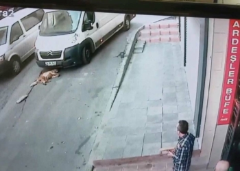 Fatih'te sürücü sokak köpeğini ezdi