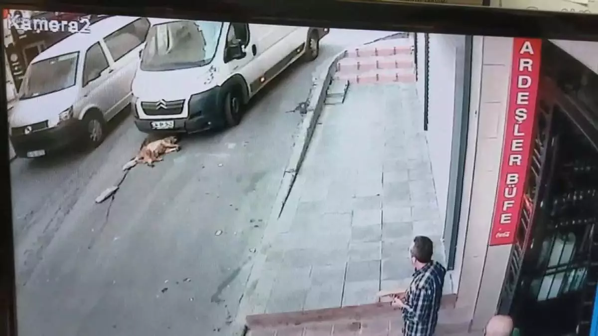 Fatih'te sürücü sokak köpeğini ezdi