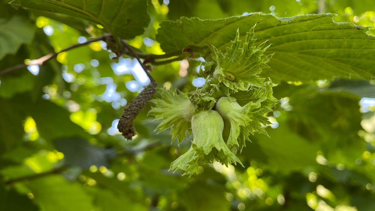 Fındığı don vurdu, zarar tespiti başlatıldı